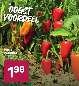 Ekoplaza Puntpaprika aanbieding