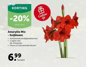 AVEVE Amaryllis Mix Snijbloem aanbieding