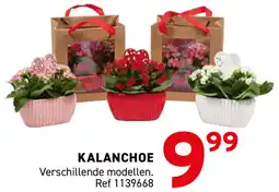 Trafic Kalanchoe aanbieding