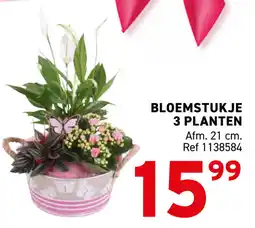 Trafic Bloemstukje 3 planten aanbieding