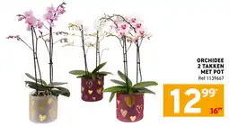 Trafic Orchidee 2 takken met pot aanbieding