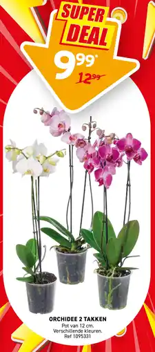 Trafic Orchidee 2 takken aanbieding