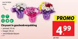 Lidl Chrysant in geschenkverpakking aanbieding