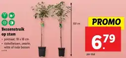 Lidl Bessenstruik op stam aanbieding