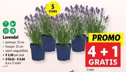 Lidl Lavendel aanbieding