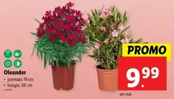 Lidl Oleander aanbieding