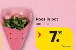 Carrefour Roos in pot aanbieding