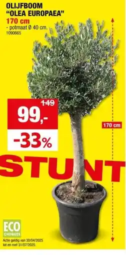Hubo OLIJFBOOM OLEA EUROPAEA aanbieding