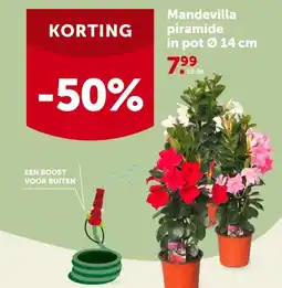 AVEVE Mandevilla piramide in pot Ø 14 cm aanbieding