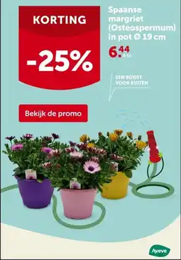 AVEVE Spaanse margriet (Osteospermum) in pot Ø 19 cm aanbieding