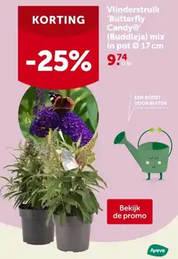AVEVE Vlinderstruik 'Butterfly CandyⓇ'(Buddleja) mix in pot Ø 17 cm aanbieding