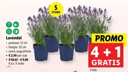 Lidl Lavendel aanbieding