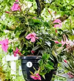 Intratuin Mandevilla (Dipladenia Sundaville) aanbieding