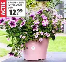 Intratuin Zomerbloeiers in terraspot aanbieding