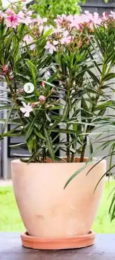 Intratuin Oleander (Nerium oleander) aanbieding