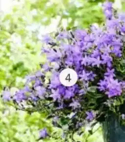 Intratuin Klokjesbloem (Campanula Addenda) aanbieding