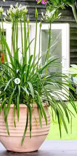 Intratuin Afrikaanse lelie (Agapanthus) aanbieding