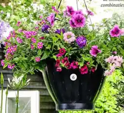 Intratuin Hangpot Royal top aanbieding