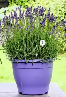 Intratuin Lavendel (Lavandula ang Essence Purple) aanbieding