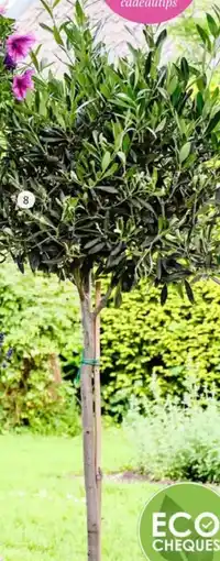 Intratuin Olijfbloom (Olea europaea) aanbieding