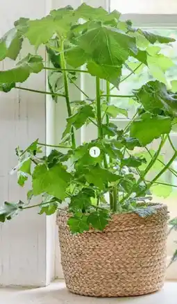 Intratuin Kamerlinde (Sparmannia africana) aanbieding