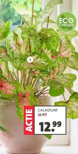 Intratuin Caladium aanbieding