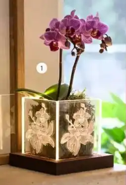 Intratuin Arrangement Phalaenopsis in pot aanbieding