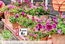 Intratuin Zomerbloeiers aanbieding