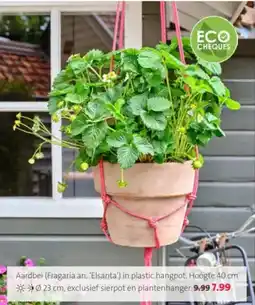 Intratuin Aardbei (Fragaria an. 'Elsanta') in plastic hangpot. aanbieding
