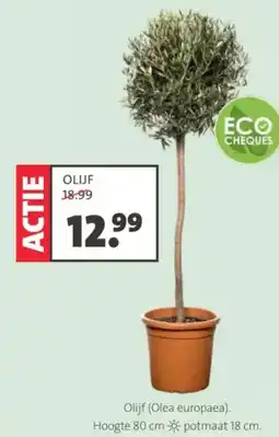 Intratuin Olijf (Olea europaea) aanbieding