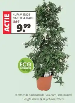 Intratuin Klimmende nachtschade (Solanum jasminoides) aanbieding