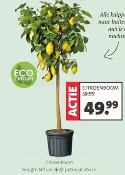 Intratuin Citroenboom aanbieding