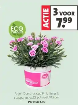 Intratuin Anjer (Dianthus car. 'Pink Kisses') aanbieding