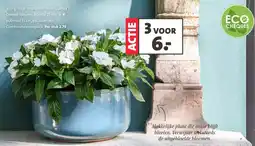 Intratuin Vlijtig liesje (Impatiens 'New Guinea') aanbieding