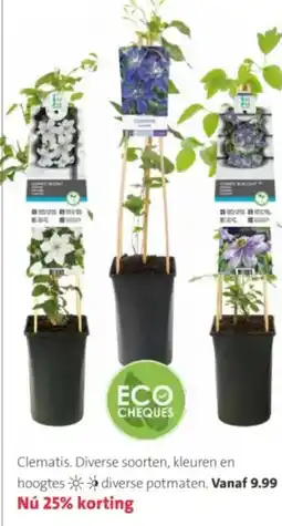 Intratuin Clematis aanbieding