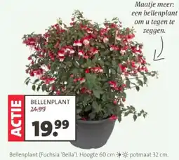 Intratuin Bellenplant (Fuchsia 'Bella") aanbieding