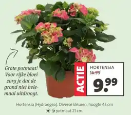 Intratuin Hortensia (Hydrangea) aanbieding