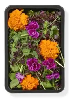 Hanos Microgroenten en scheuten aanbieding