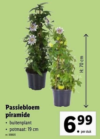 Lidl Passiebloem piramide aanbieding