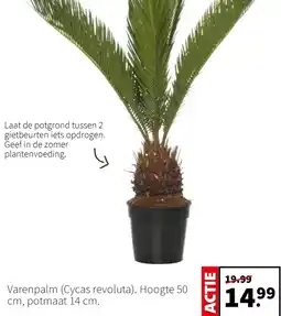 Intratuin Varenpalm (Cycas revoluta) aanbieding