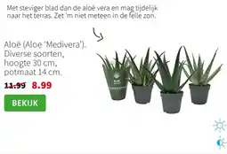 Intratuin Aloë (Aloe 'Medivera') aanbieding