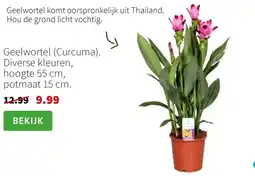 Intratuin Geelwortel (Curcuma) aanbieding