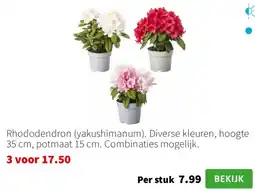 Intratuin Rhododendron (yakushimanum) aanbieding