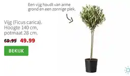 Intratuin Vijg (Ficus carica) aanbieding