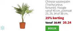 Intratuin Chinese waaierpalm (Trachycarpus fortunei) aanbieding