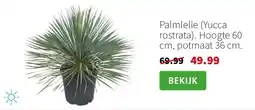 Intratuin Palmlelie (Yucca rostrata) aanbieding