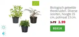 Intratuin Biologisch geteelde theekruiden aanbieding
