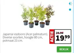 Intratuin Japanse esdoorn (Acer palmatum) aanbieding