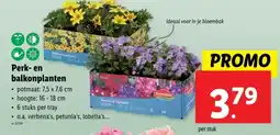 Lidl Perk- en balkonplanten aanbieding