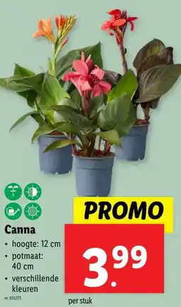 Lidl Canna aanbieding